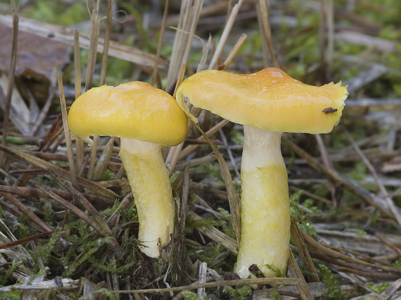 Hygrophorus speciosus